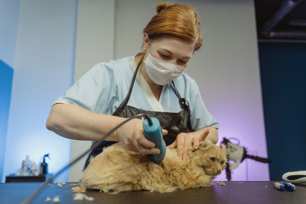 Comfortable Care for Every Pet