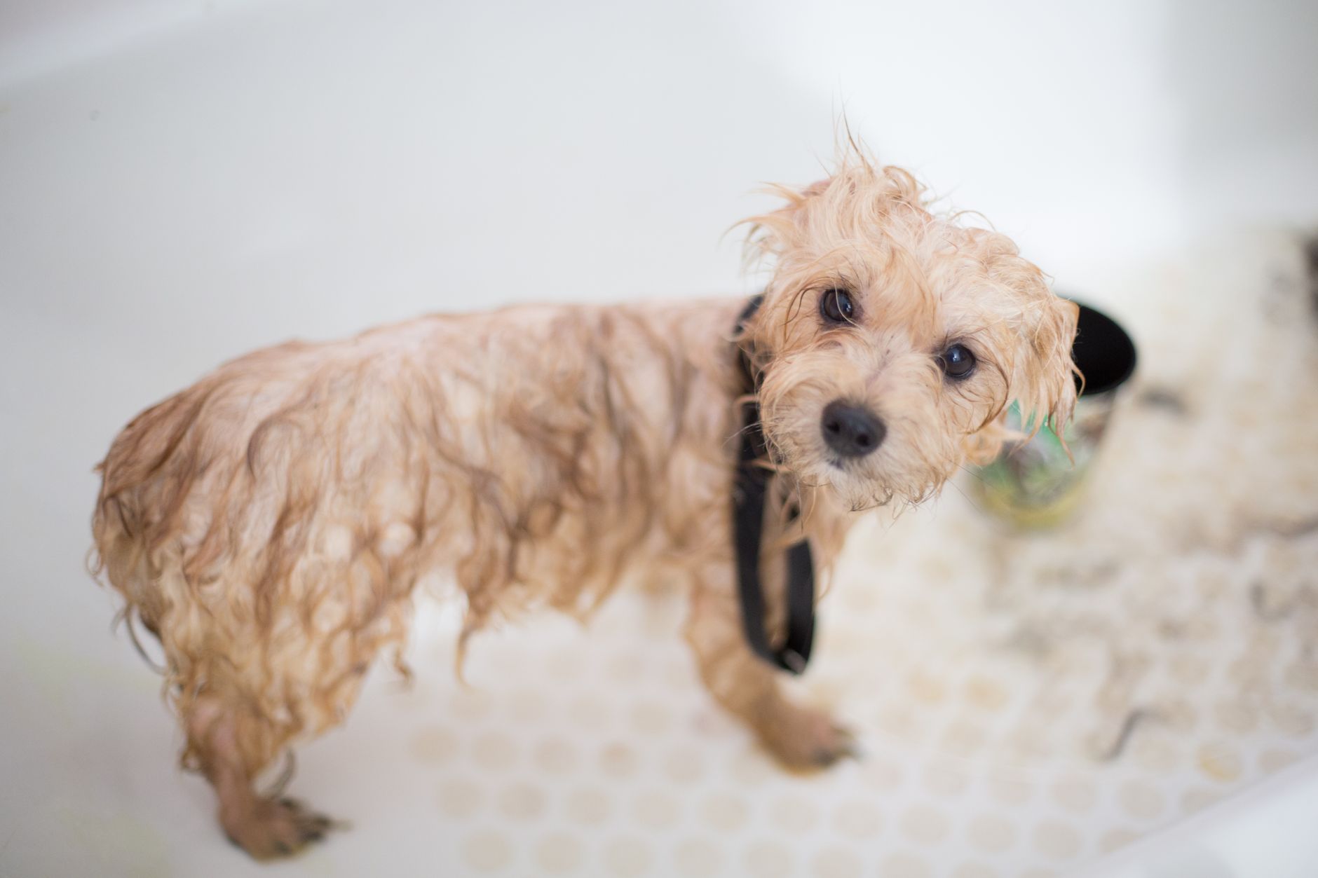 What to Tell Your Groomer About Your Pet